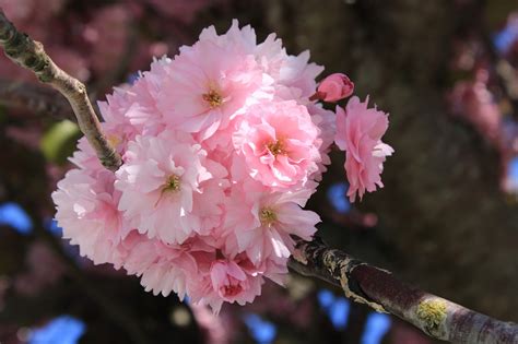 cherry photos|10,000+ Free Cherry & Cherry Blossom Images